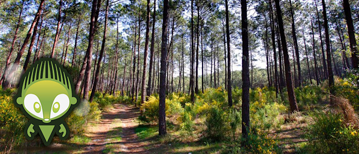 parcours terra aventura « La fabuleuse forêt des Landes », Miramont-Sensacq