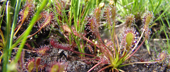 Drosera intermedia