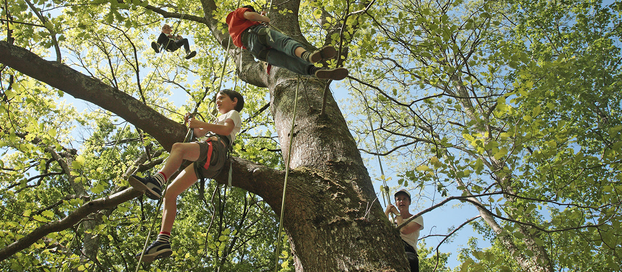 Treeclimbing Treeclimbing