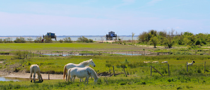 rochefort-ocean-ile-madame-ferme-aquacole-cheval © Marika Domenici - OT Rochefort Ocean-800