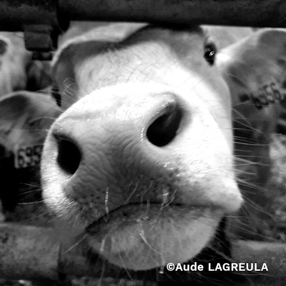 Concours photo #Agrienscene Palmarès 2021