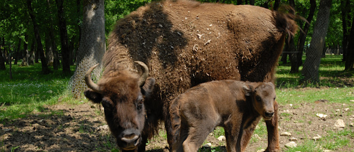 bison, zoodyssée, parc animalier