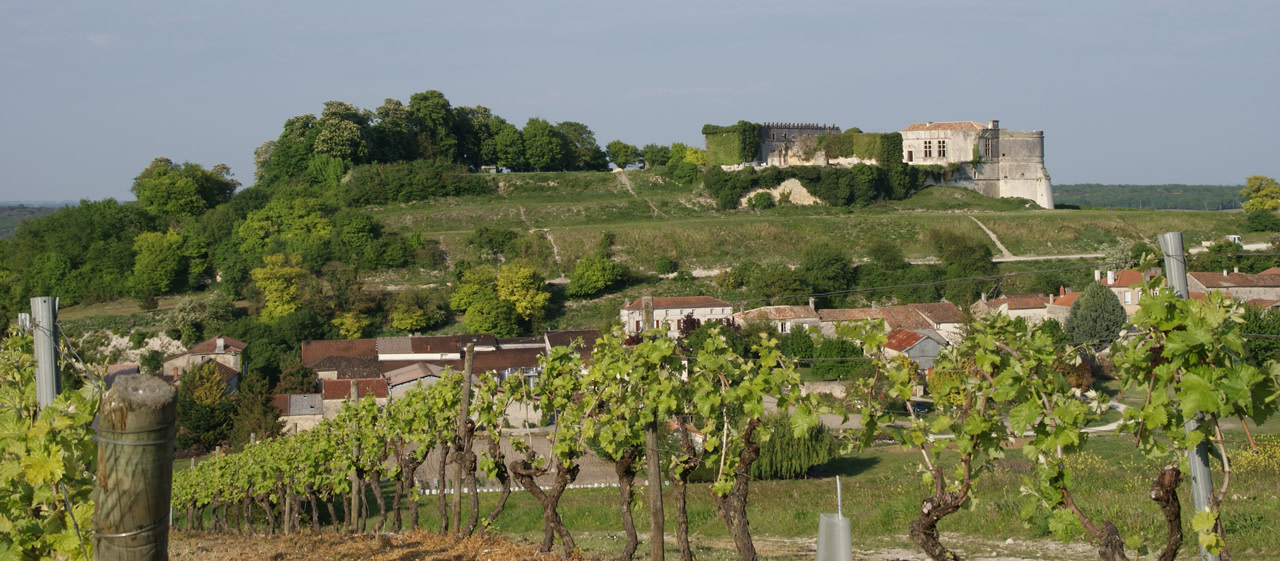 Vignes en Cognaçais Vignes en Cognaçais