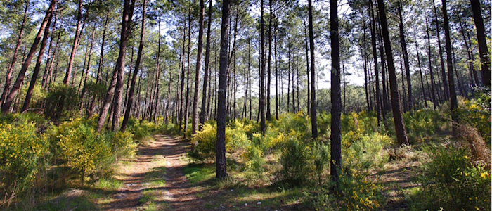 Forêt des Landes à Biscarosse