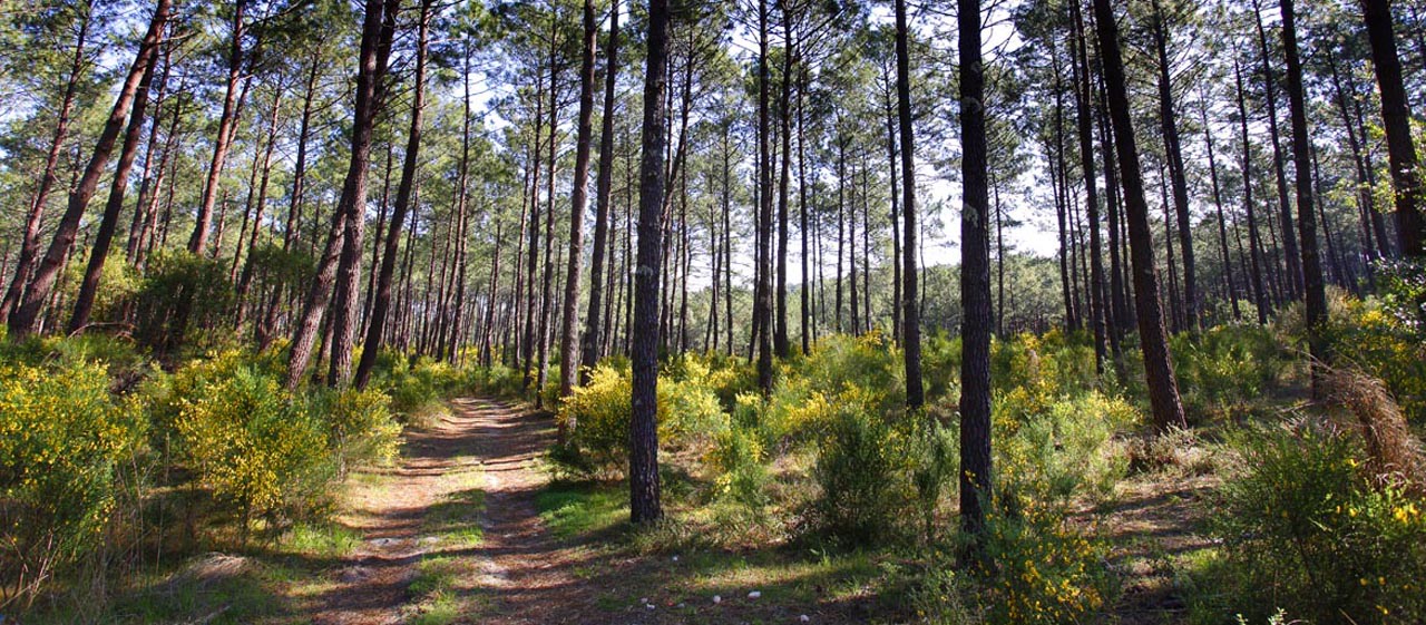 Forêt des Landes à Biscarosse