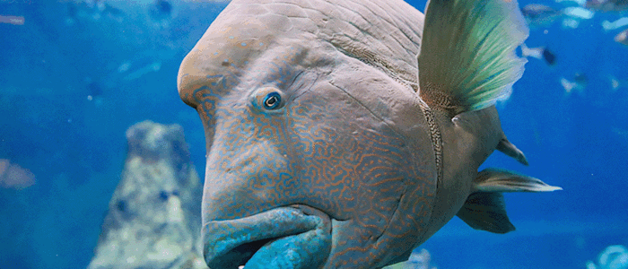 Napoléon - Aquarium de Biarritz