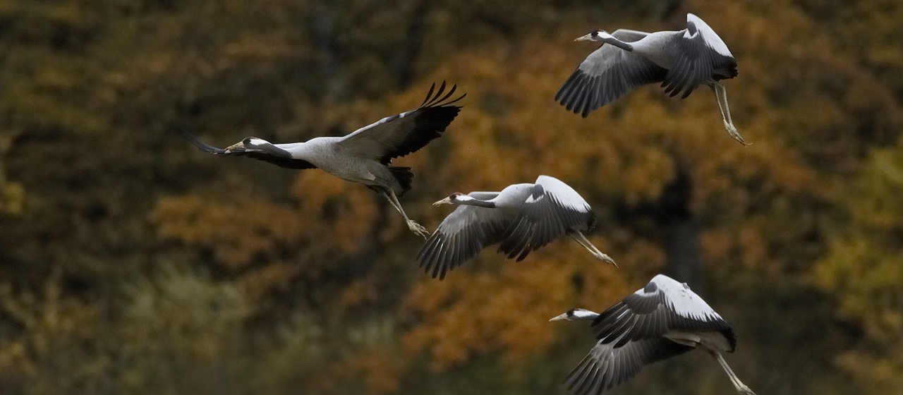 Grues cendrées Grues cendrées