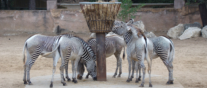 La Palmyre zoo - Giraffe