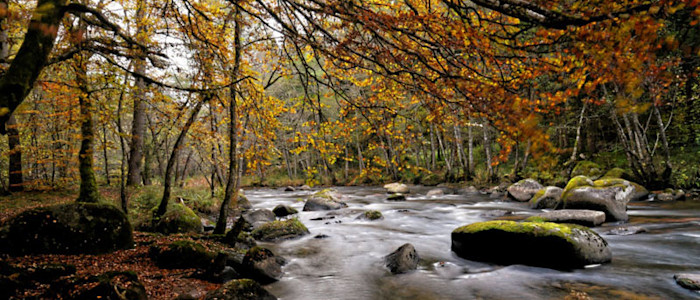 Balade en foret