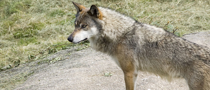 Loups de Chabrière - Creuse