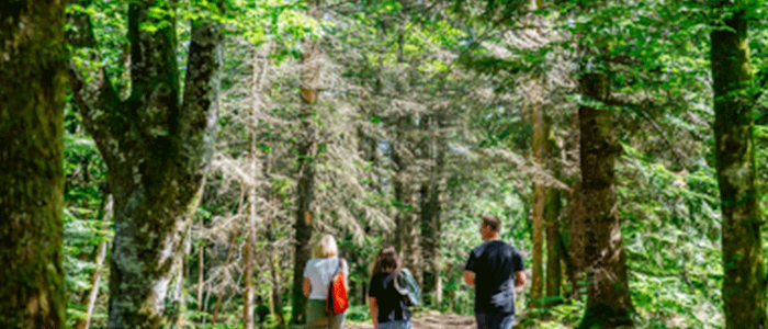 Balade en famille en forêt dans le Parc Naturel Régional Périgord-Limousin