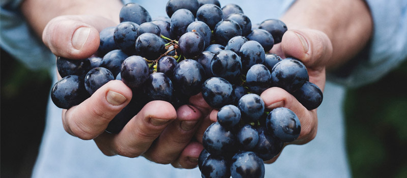 Viticulture Sud-Ouest France