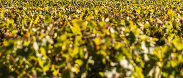 Médoc vineyards