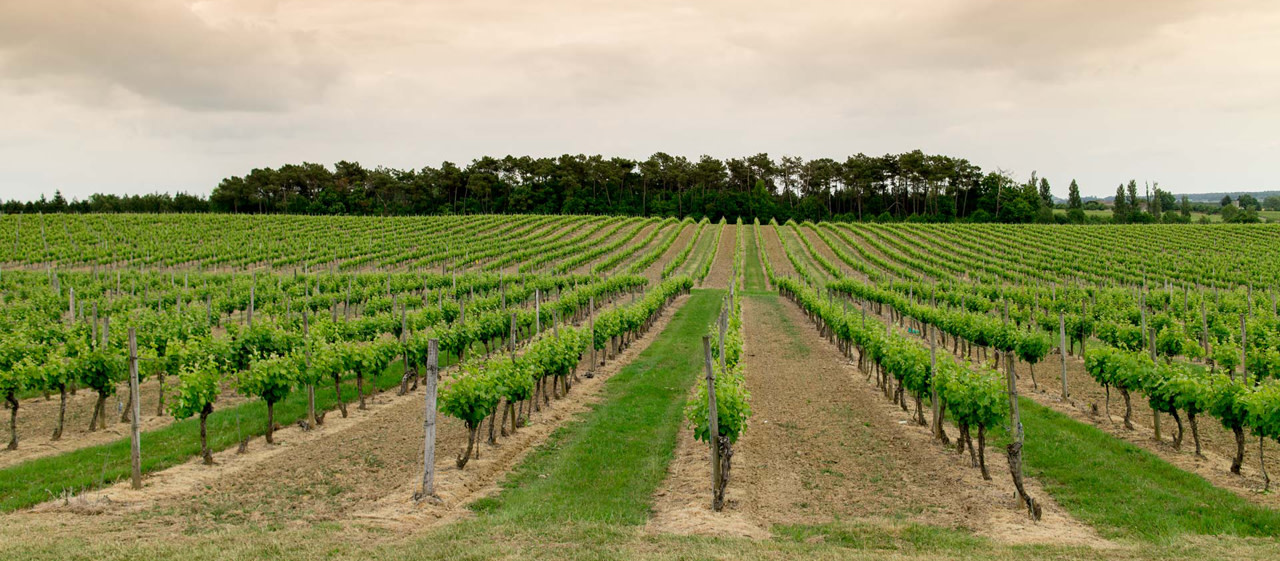 Le vignoble de Bergerac Le vignoble de Bergerac