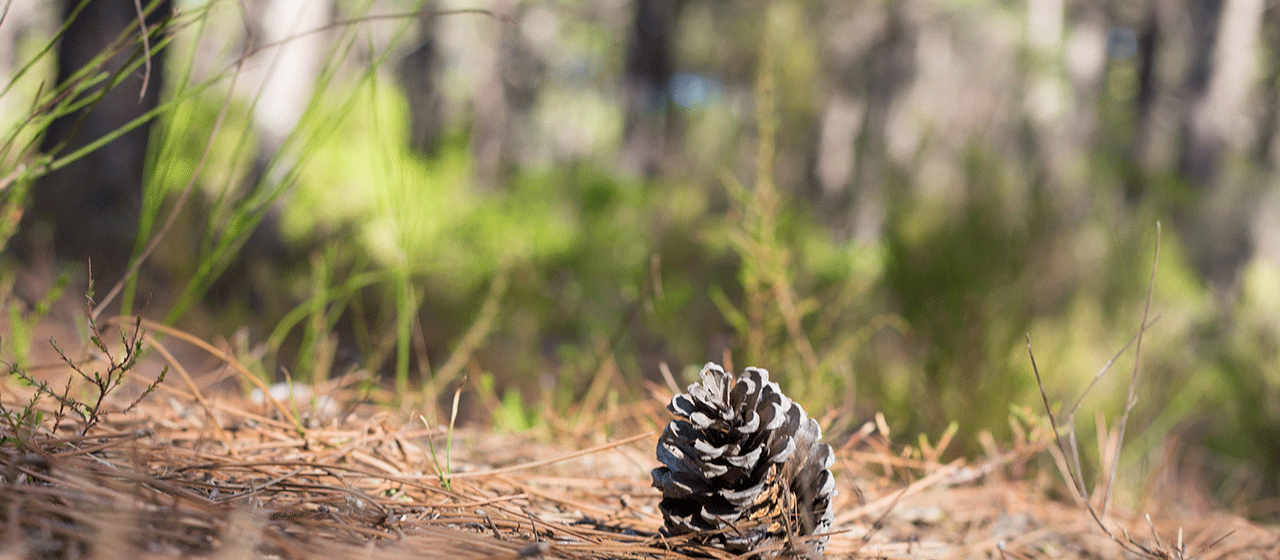 Forêt de pins Forêt de pins
