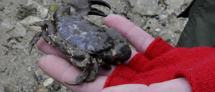 Pêche à pied - Crabe