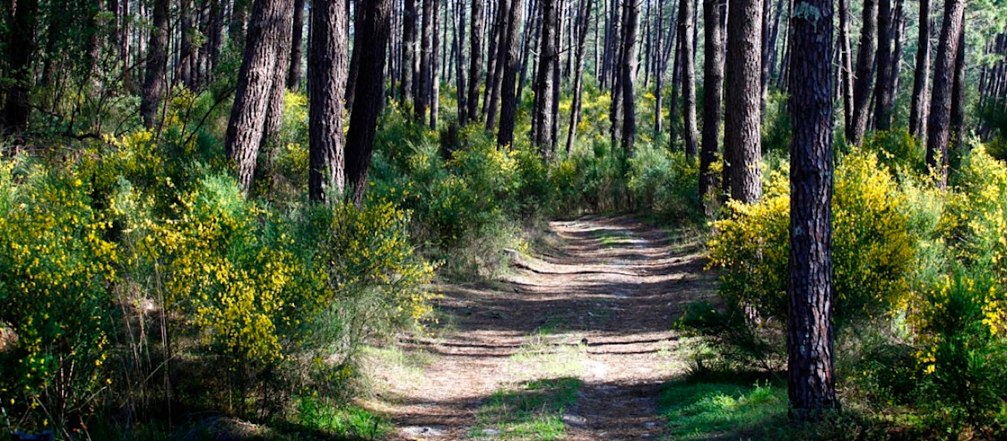 foret landes, sud ouest, france foret landes, sud ouest, france