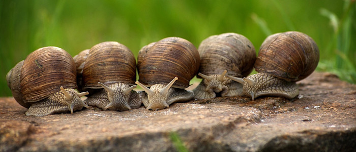 Escargots petits gris ou "Cagouilles"