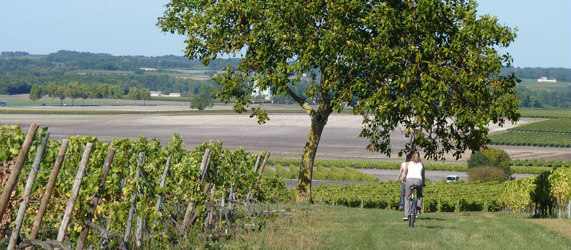 Balade à vélo le long des des vignes - Charente-Maritime