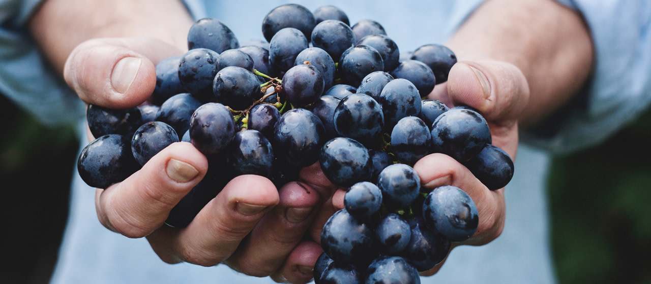 châteaux et chais autour de Bergerac  châteaux et chais autour de Bergerac