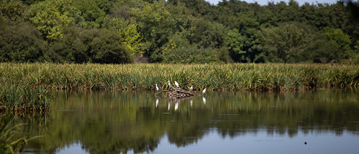 Réserve naturelle du marais de Bruges