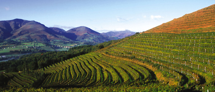 vignoble irouleguy, pays basque