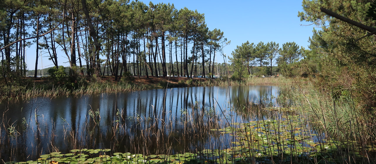 Pointe de Coben, lac intérieur, nénuphars Pointe de Coben, lac intérieur, nénuphars