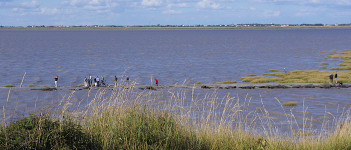 Réserve naturelle de la Baie de l'Aiguillon - balade