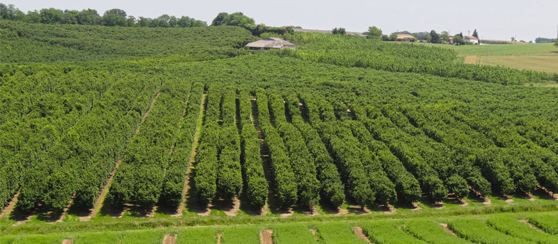 Vergers à Hautesvignes dans le Lot et Garonne