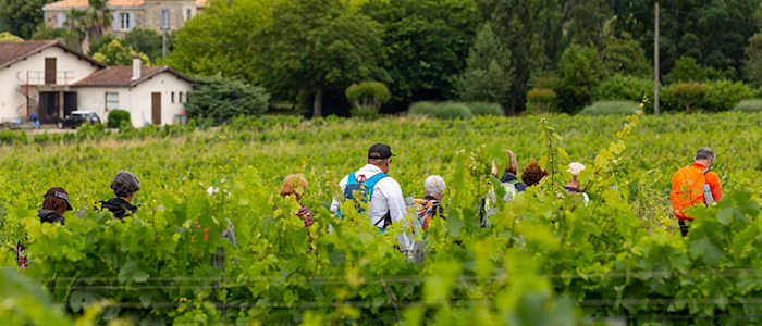 Vignobles du château Muscadet à Bassens