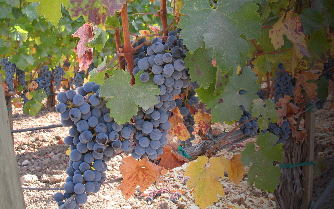 Vineyard-29-Cru-Portfolio-01