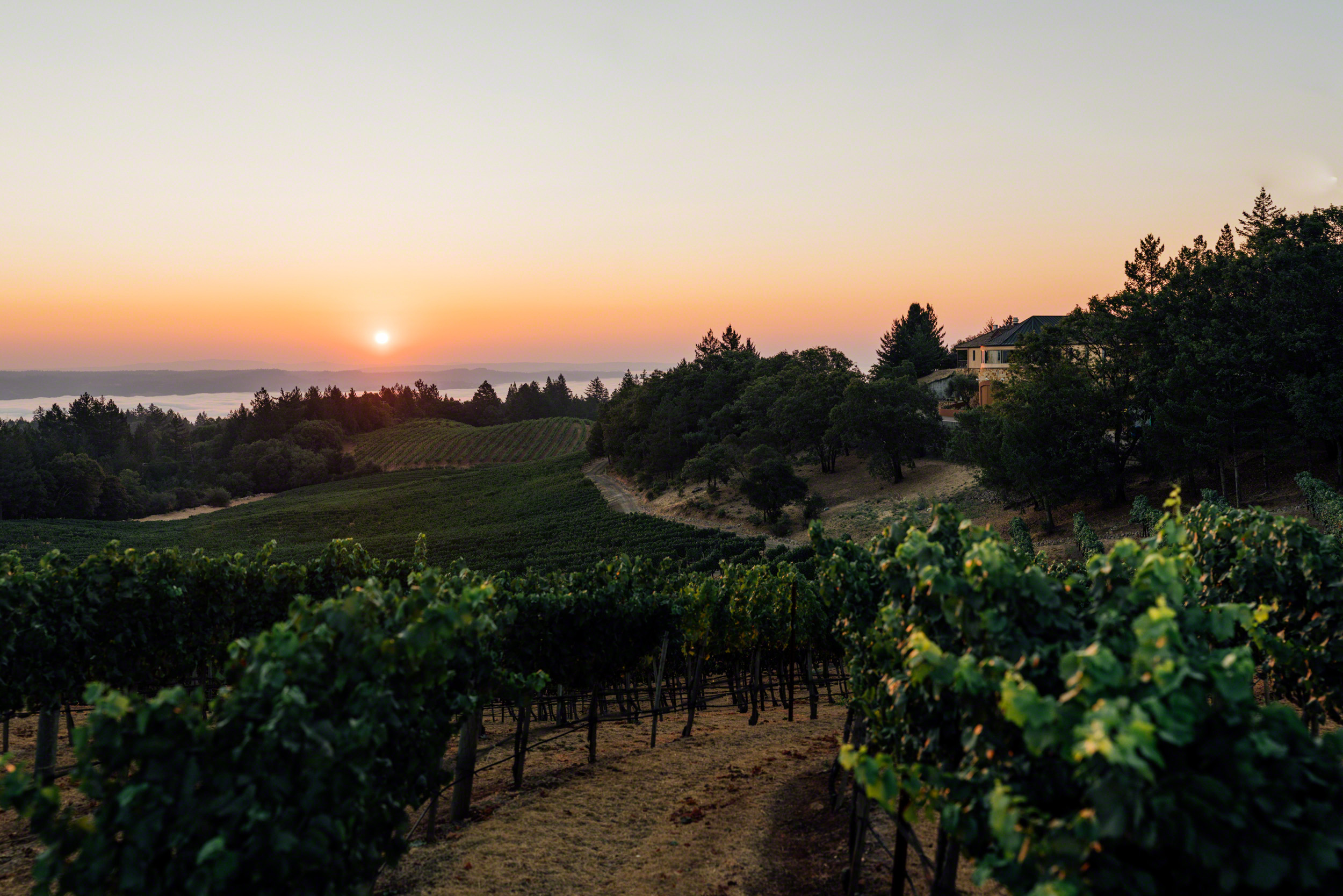 Vineyard 7 and 8 02