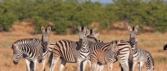 kruger-natonal-park-zebra-expat-explore