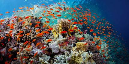 Snorkelling Snorkelling