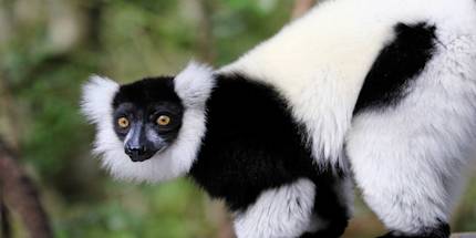 Monkeyland Monkeyland