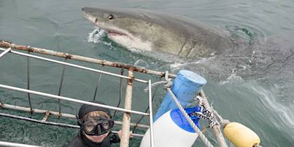 Shark Cage Diving Shark Cage Diving