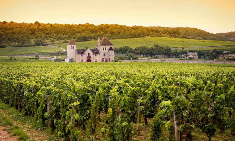 Burgundy - Beaujolais - Avignon