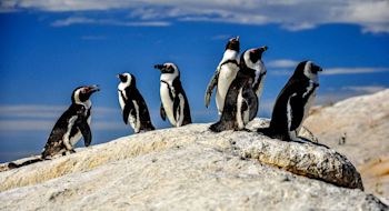 day-3-south-africa-cape-town-boulders-beach-pinguins-south-african-escape