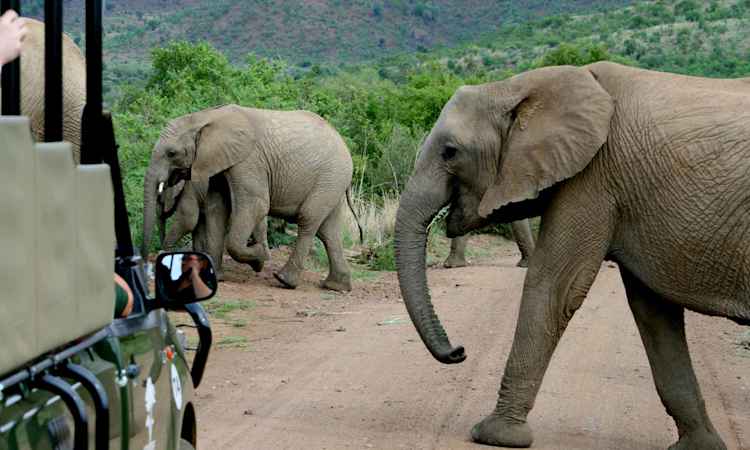 Garden Route: Game Drive - Knysna - Garden Route