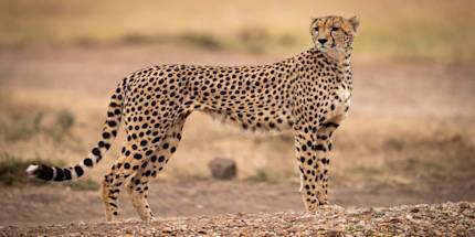 Cheetah Tracking Experience Cheetah Tracking Experience