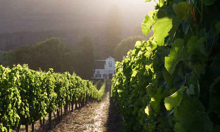Cape Winelands - Stellenbosch - Hermanus