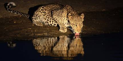 Night Game Drive Night Game Drive