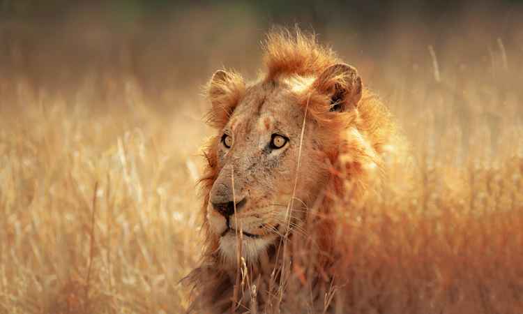 Kruger Safari And The Panorama Route