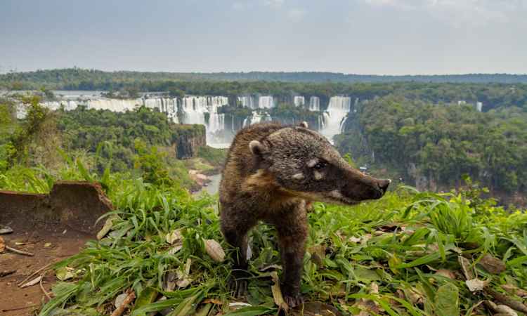 Foz do Iguacu (Brazil)