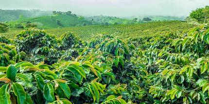 Coffee Farm Tour Coffee Farm Tour