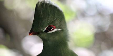 Birds of Eden Birds of Eden