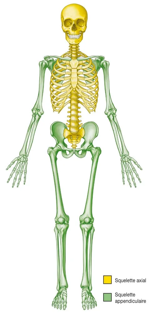 Generalites en anatomie pour les STAPS 6