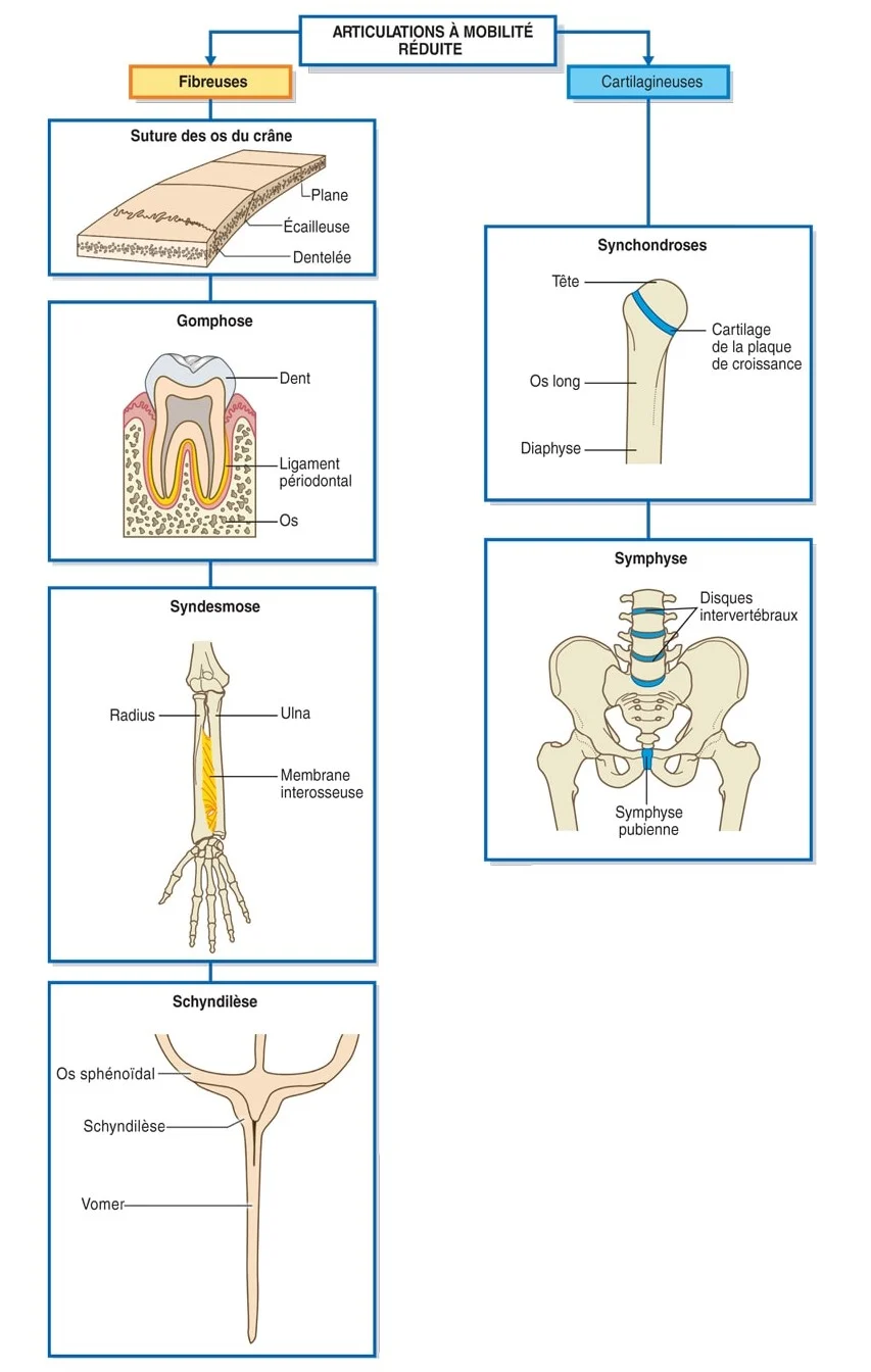Figure 3.1: Les synarthroses ou jointures fibreuses et les amphiarthoses ou jointures cartilagineuses