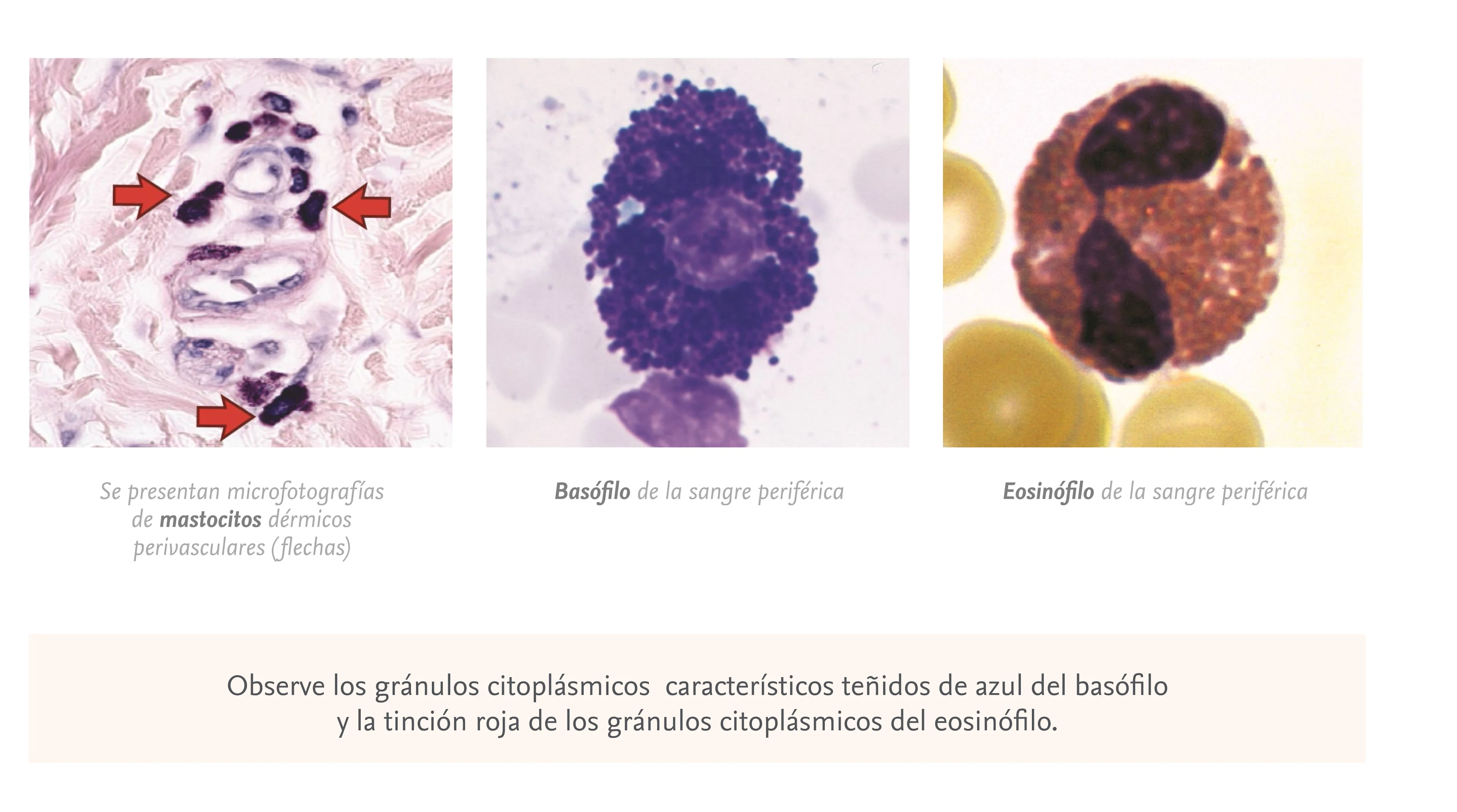 Celulas Alergia