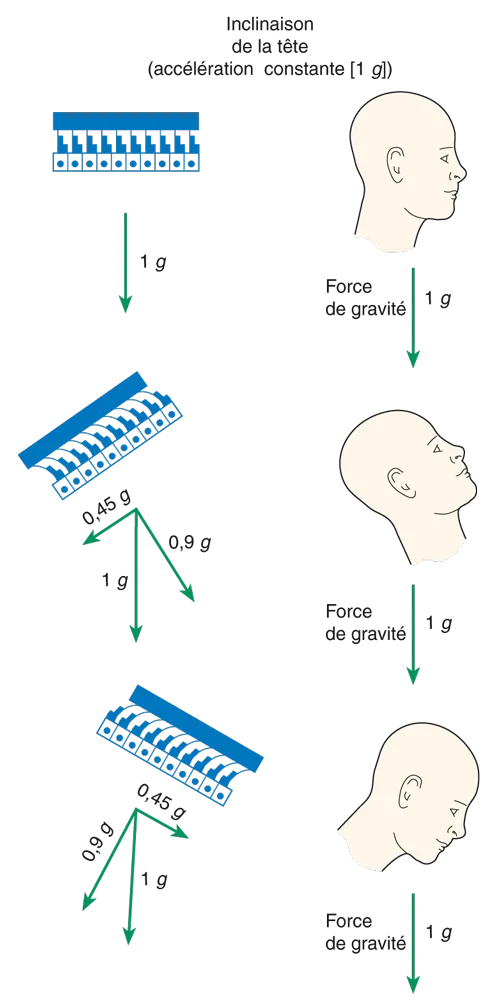 physiologie membrane otolithique